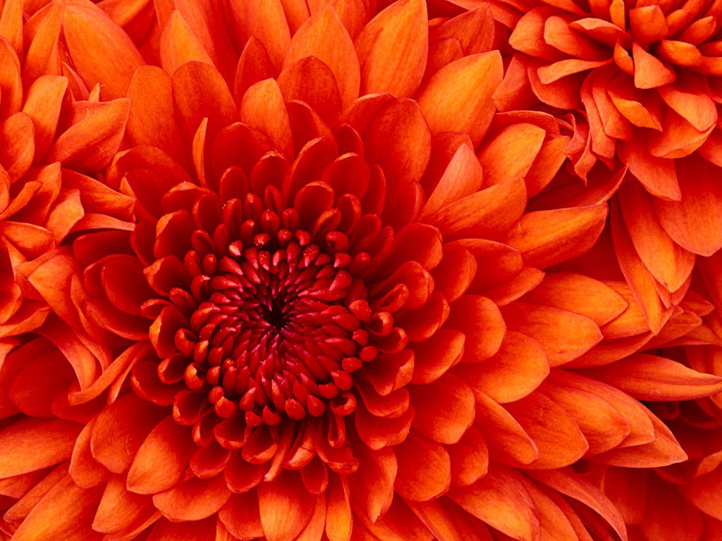 A close up of the center of an orange flower.