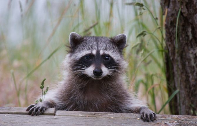A raccoon sitting on top of a wooden ledge.